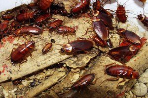 Cockroach Control Service.Best Pest Control Services in Kolkata.