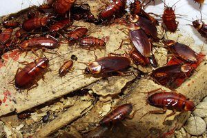 Cockroach Control Service. Best Pest Control Services in Ballygunge, Kolkata.