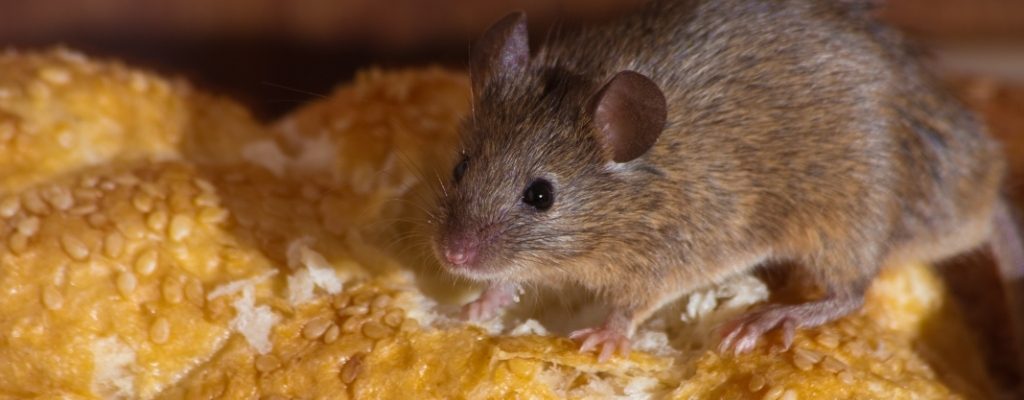 Rodent Or Rat Control Service in Kolkata