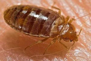We at Golden Pest Solutions provide the Best Pest Control Services in Kolkata to remove Bed bug from your beds. Call now to get the best Bed bugs Control Service in Kolkata and nearby areas.