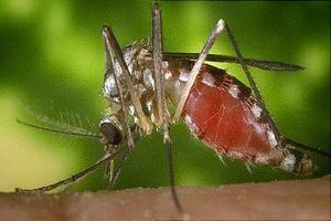 Mosquito. Best Pest Control Services in Kolkata, Howrah and nearby areas on Mosquito Control by Golden Pest Solutions.