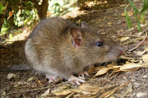Rodent pest control near me in Kolkata