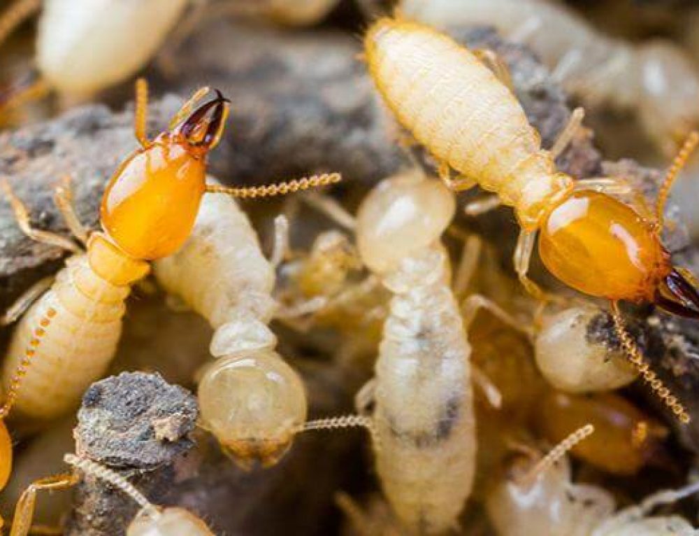 Pest Control Kolkata Best Termite & Cockroach Pest Control