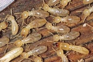 Golden Pest Solutions provides the best Termite Control Service in Kolkata, Howrah and nearby areas. Free inspection for Termite Control Service in Kolkata and nearby areas! Get up to 20% discount and ten years warranty on Anti Termite Treatment.