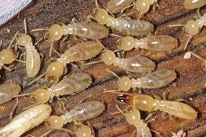 Termite Control Treatment. Golden Pest Solutions provides the best Termite Control Service in Ballygunge, Kolkata and nearby areas. Free inspection for Termite Control in Ballygunge and nearby areas! Get up to 20% discount and ten years warranty on Anti Termite Treatment.