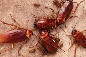 Cockroach pest control near me in Kolkata