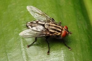 House Fly. Get the Best Pest Control Services in Kolkata on Fly Control. Golden Pest Solutions also offer Termite Control, Cockroach Control, Bedbugs Control Mosquito Control Service etc.