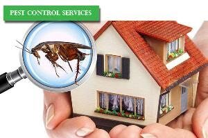 Get the Best Pest Control Services in Kolkata and nearby areas on Residential Pest Control Services for termites, cockroaches, ants, spiders, bed bugs, rodent, mosquitoes, flies, etc.