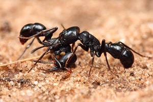 Ants. Best Ant Control in Kolkata. Get the best Ant Control service to exterminate ants from your premises. Best Pest Control Services in Kolkata for Ants.