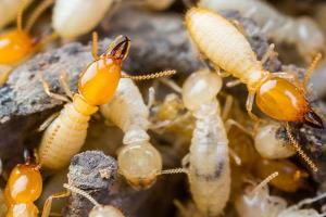 Termite pest control nrear me in Kolkata