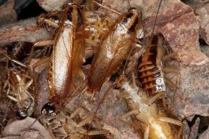 German Cockroaches. Get the Best Pest Control Services in Kolkata near you on Cockroach Control. Make your kitchen cockroach free now!