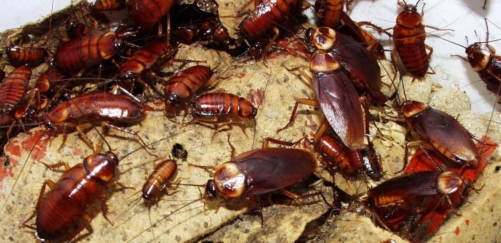 Cockroach Pest Control in Kasba, Kolkata