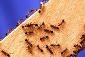 Get the best Ant Control Service in Kolkata & nearby areas at the best price. We offer Odourless, Pet Safe and Highly Effective pest solutions to exterminate ants from your residential and commercial places.
