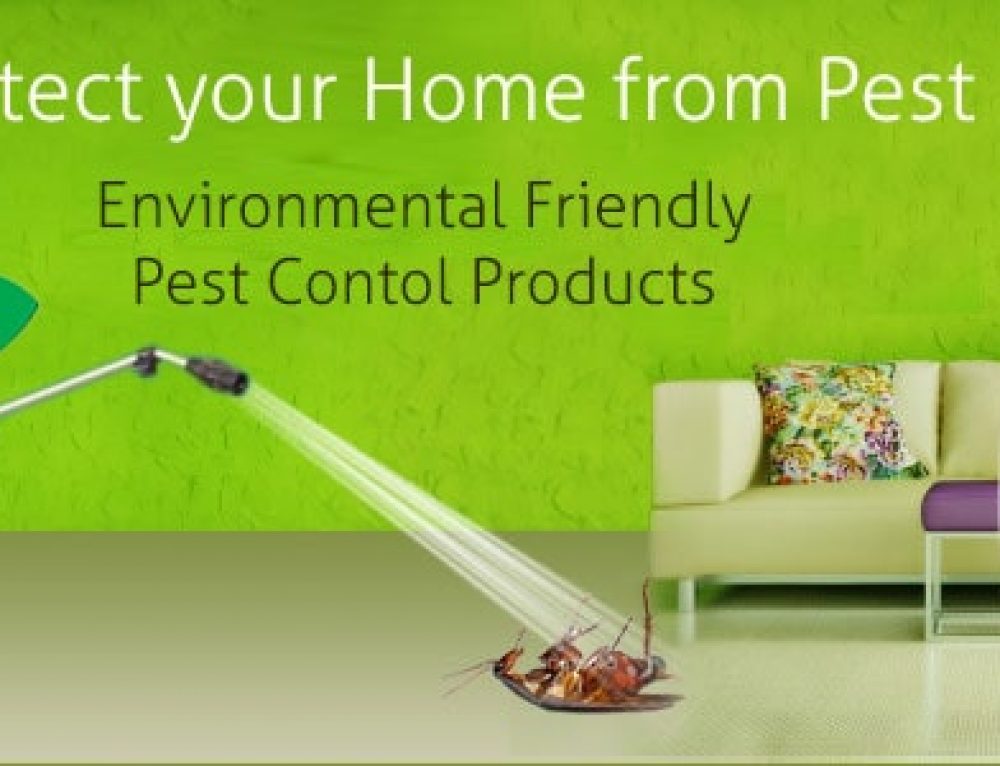 Best Termite Control Kolkata 20 Off on Termite Treatment