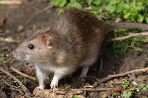 Rodent Control Service. We at Golden Pest Solutions provide the best Rodent Control in Kolkata & nearby areas at the best price.